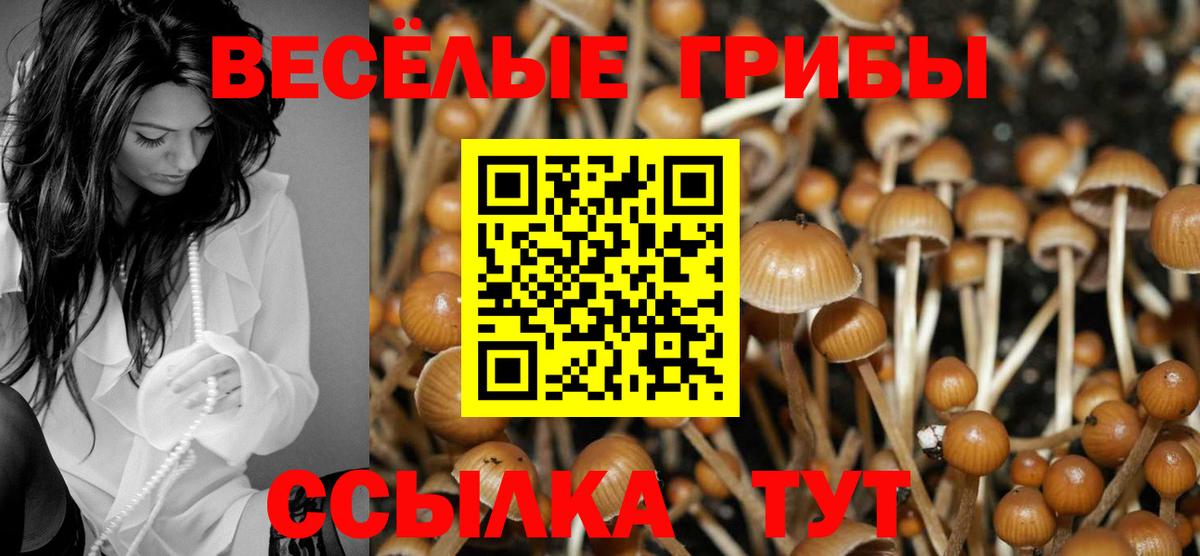 Галлюциногенные грибы Psilocybe Калуга